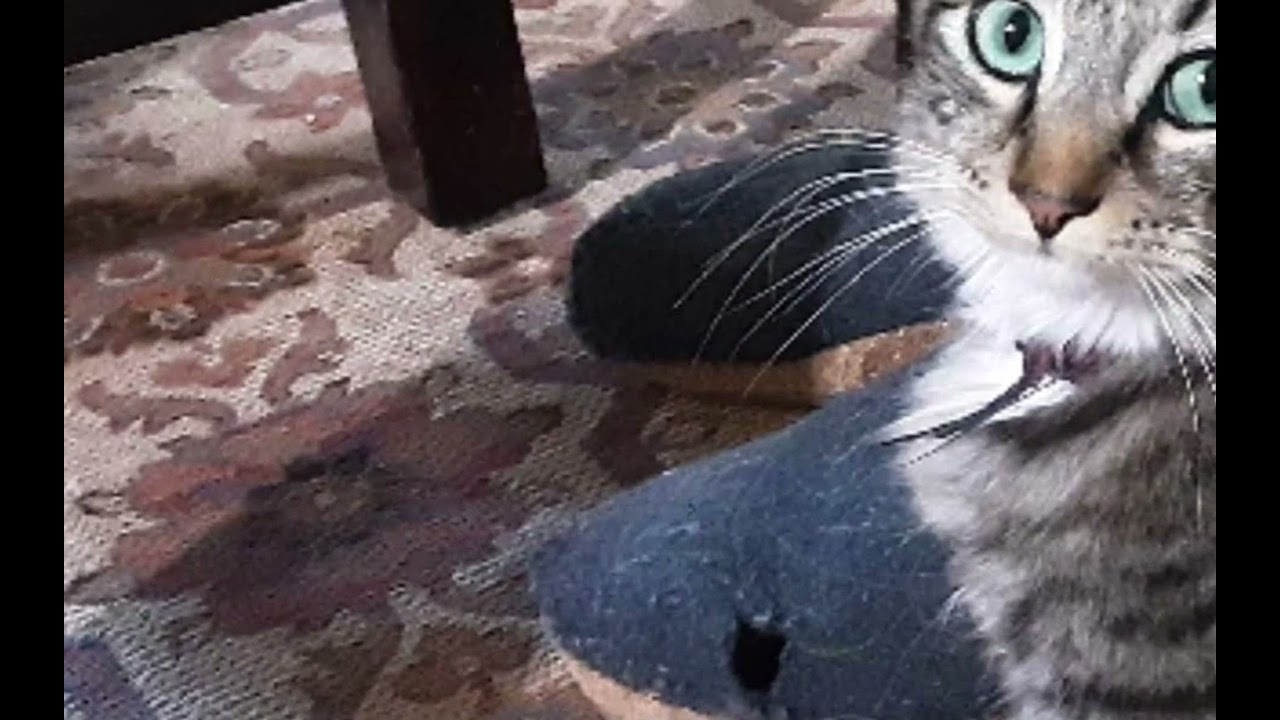 imposter cat?