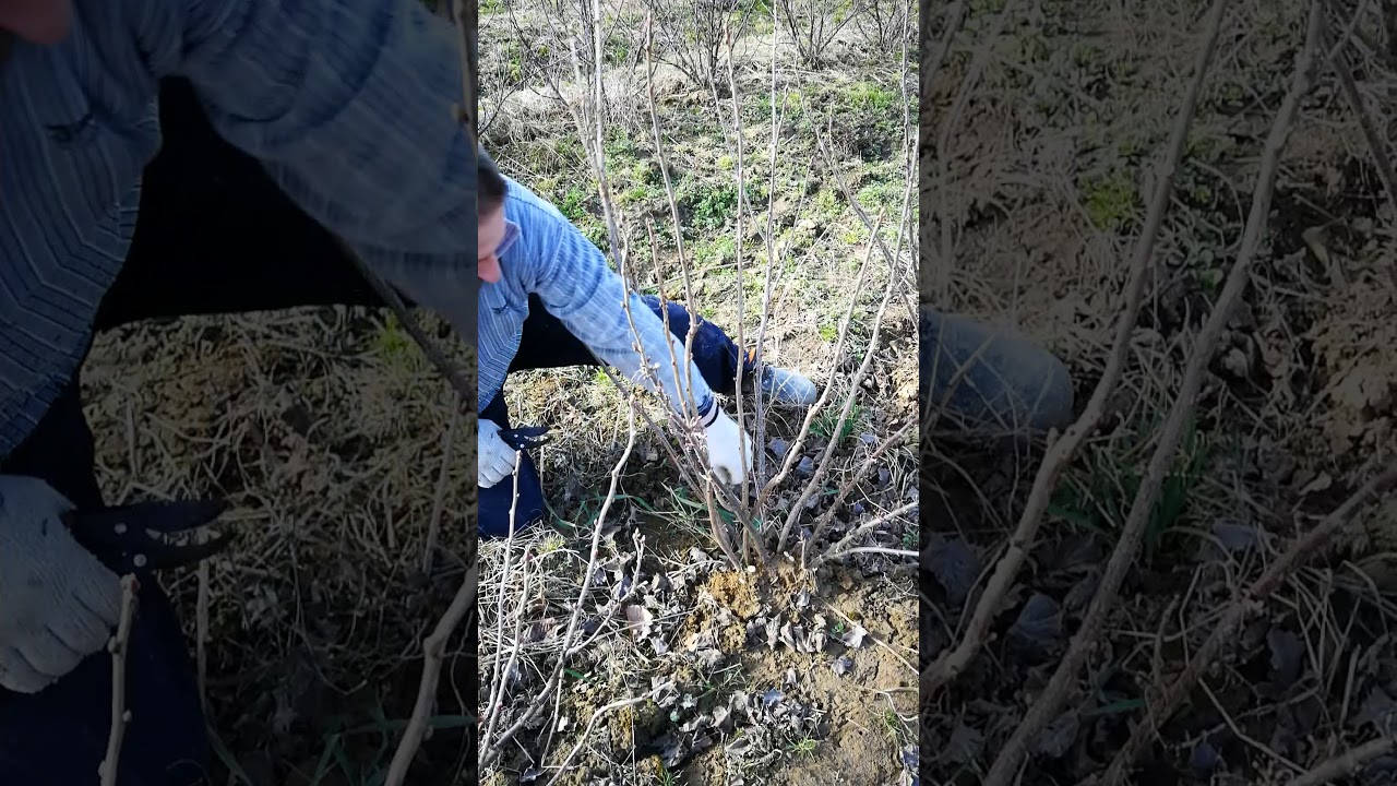Orezivanje grma ribizla, biodinamicki uzgoj, OPG Vukelic