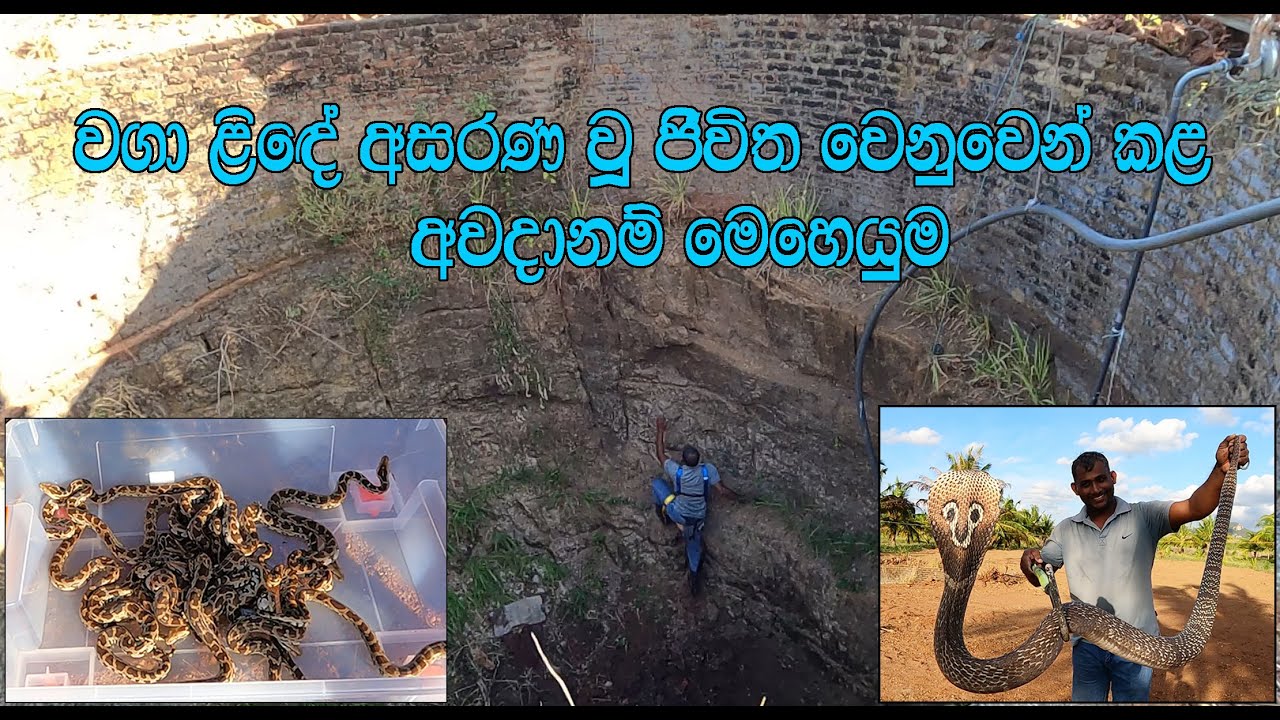 Snakes recovered from the cultivation well