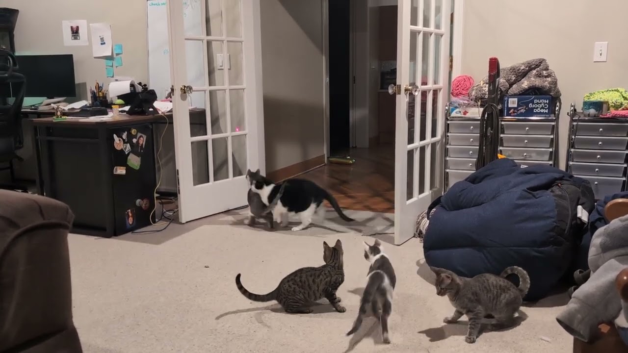 Kittens and laser beams! 
