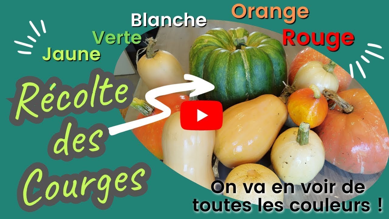 Récolte des citrouilles - Novembre