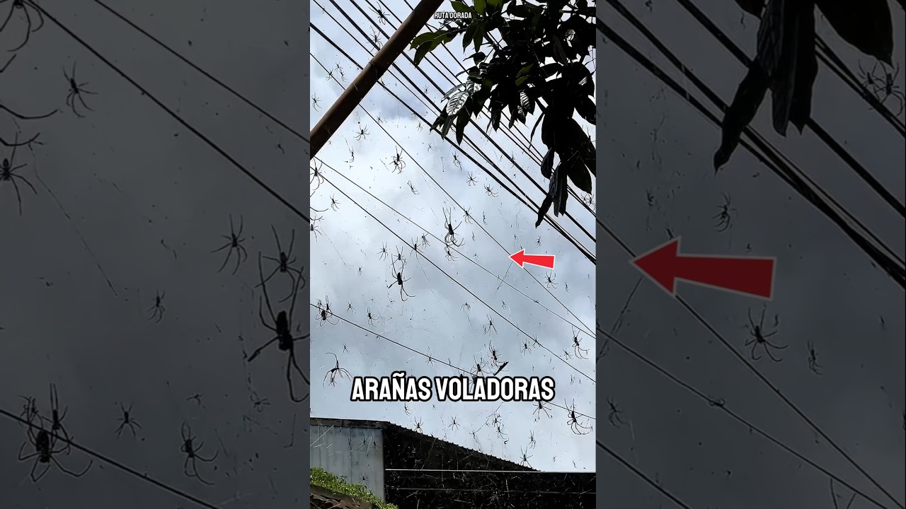 &iexcl;Incre&iacute;ble! As&iacute; es la temporada de ara&ntilde;as voladoras en Australia