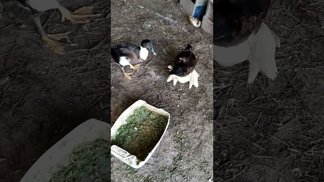 Two Hybrid Ducks still loyal to the female Muscovy Duck