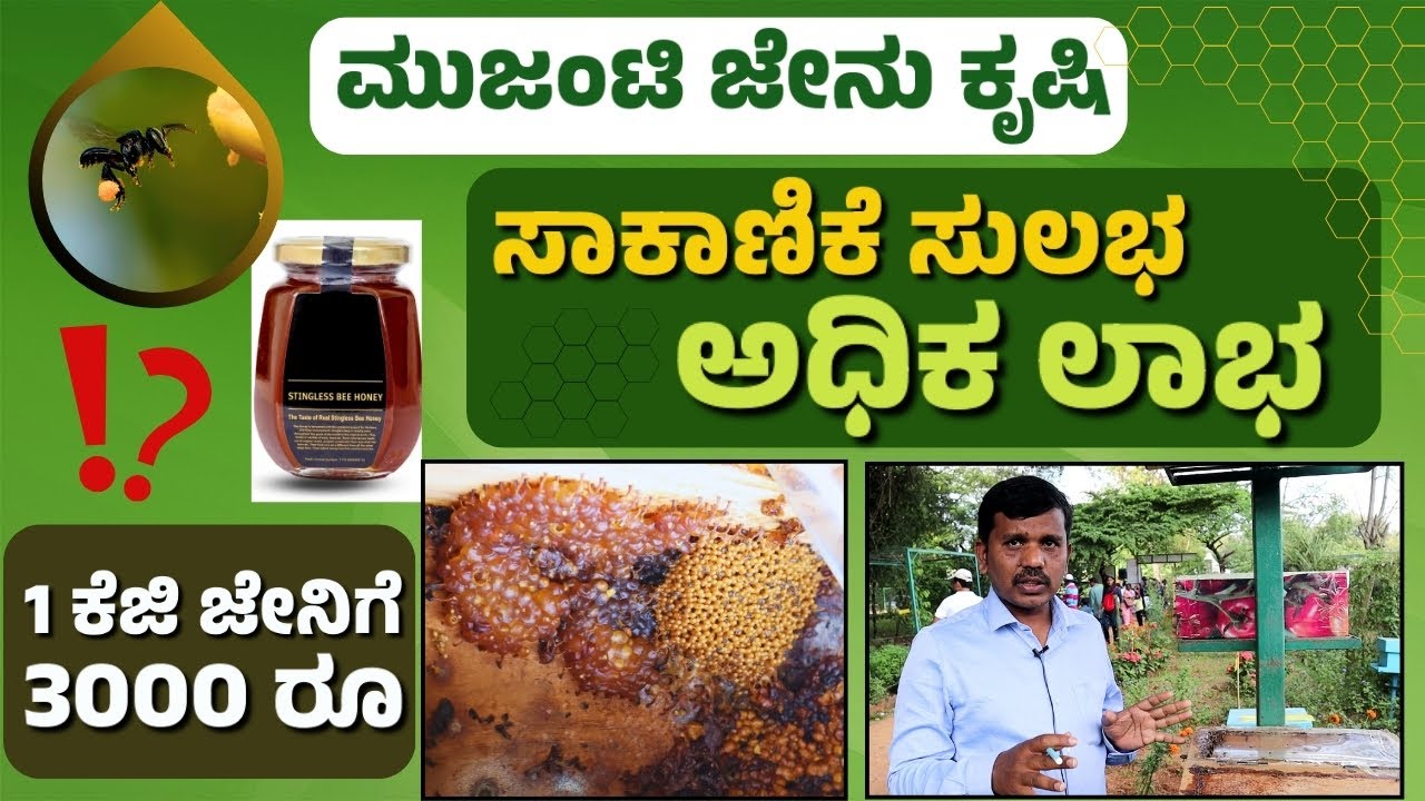 Stingless Bee Keeping is Profitable Business| ಲಾಭದಾಯಕ ಮುಜಂಟಿ ಜೇನು ಕೃಷಿ| ಸಾಕಾಣಿಕೆ ಸುಲಭ - ಅಧಿಕ ಲಾಭ