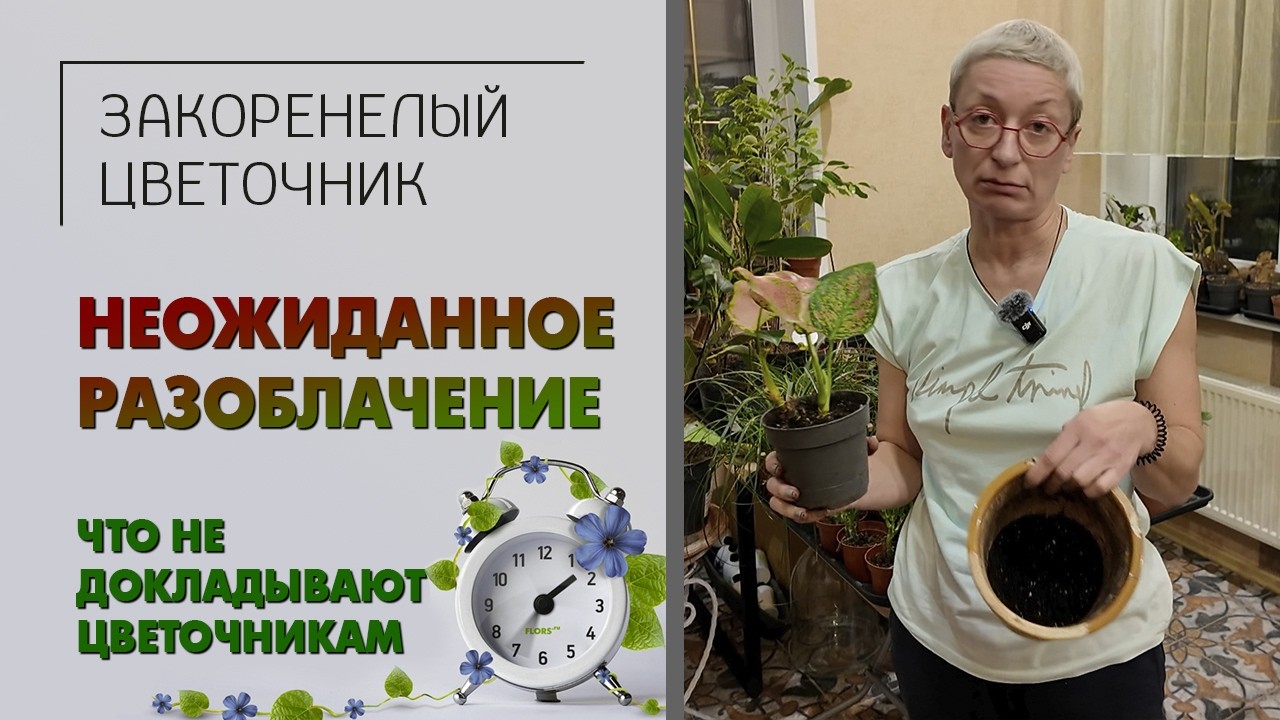 Что не докладывают цветочникам? Неожиданное разоблачение. Литраж или размер горшка - что важнее?