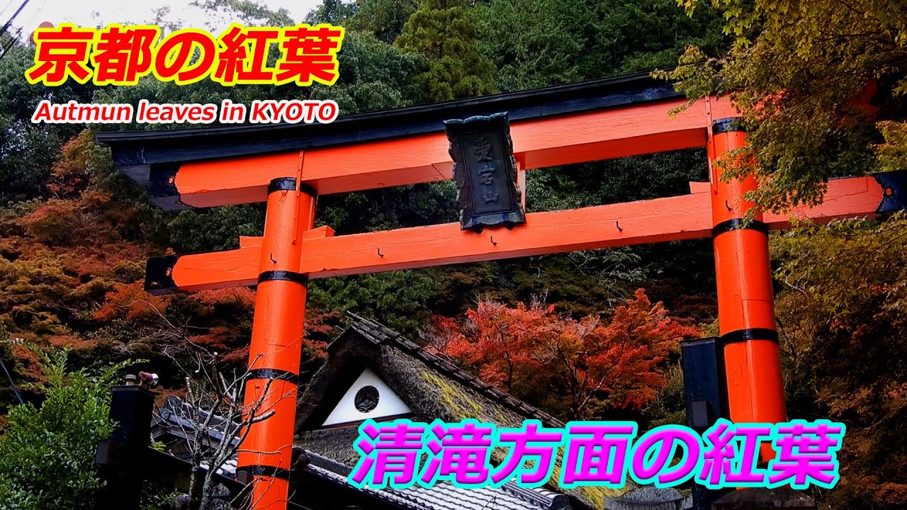 【京都の紅葉】京都・清滝方面の紅葉（2024年11月10日　京都市右京区）　Autumn leaves in the Kiyotaki area of ​​Kyoto