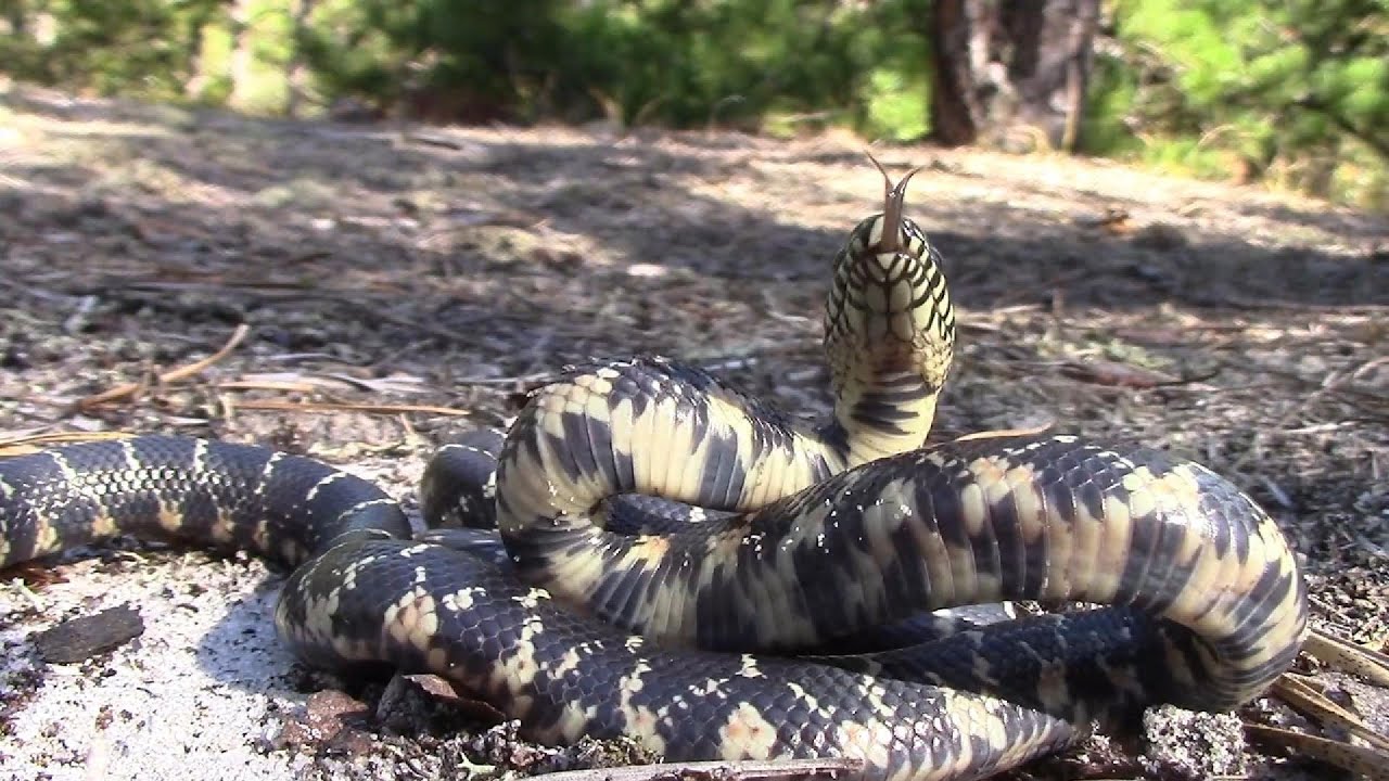 Baby Pines and king snakes