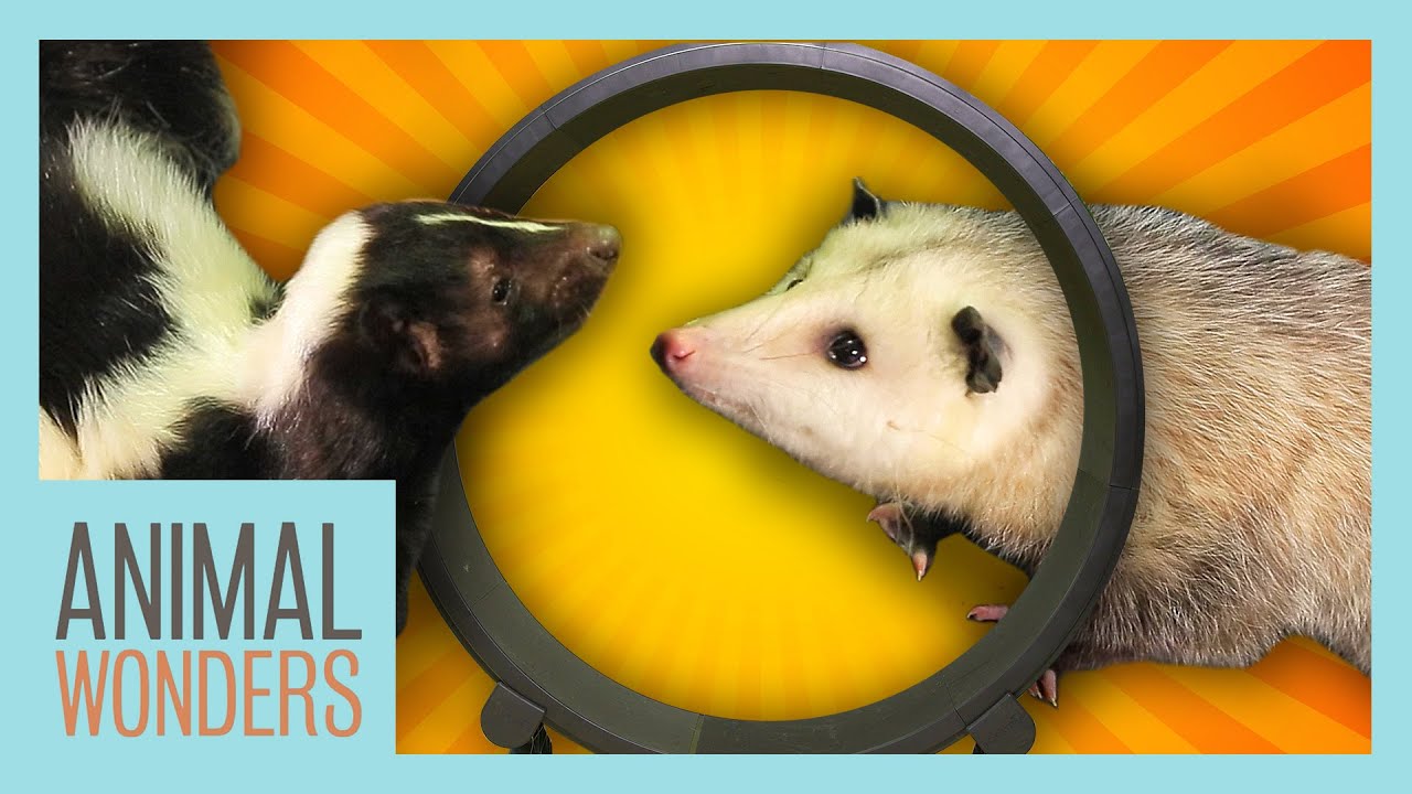 Opossum and Skunk Get a Wheel!