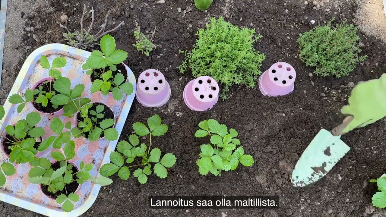 Kuukausimansikan kylvö, Martat
