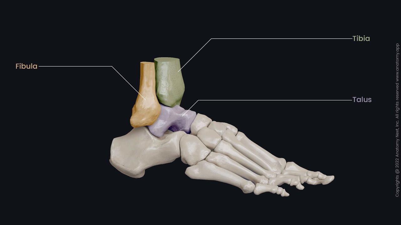 Orthopaedic / Ankle Joint 