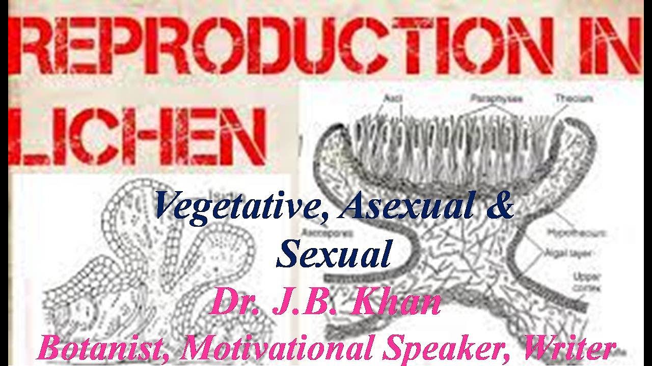 Reproduction in Lichen : Vegetative, Asexual and Sexual