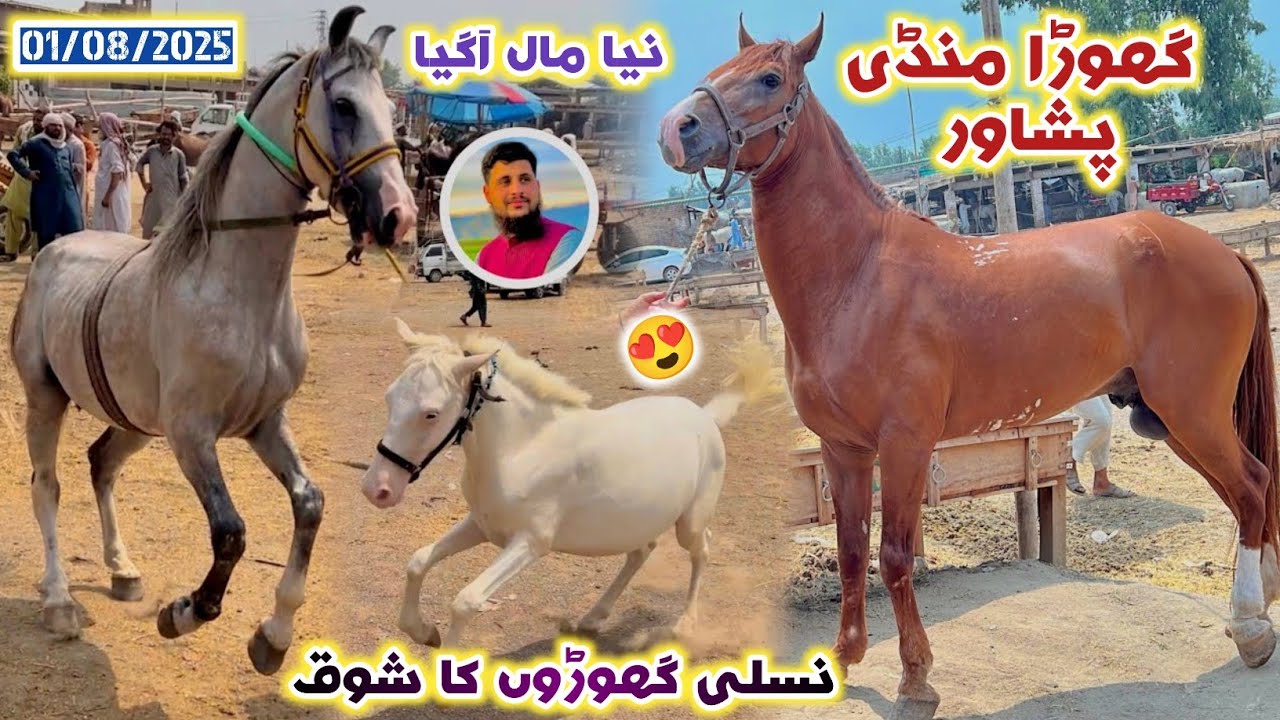 Horse 🐎 Mandi Peshawar New Updates 01/Aug/2025 | High Quality Racer & Polo Horses | Izhar Ali Shah