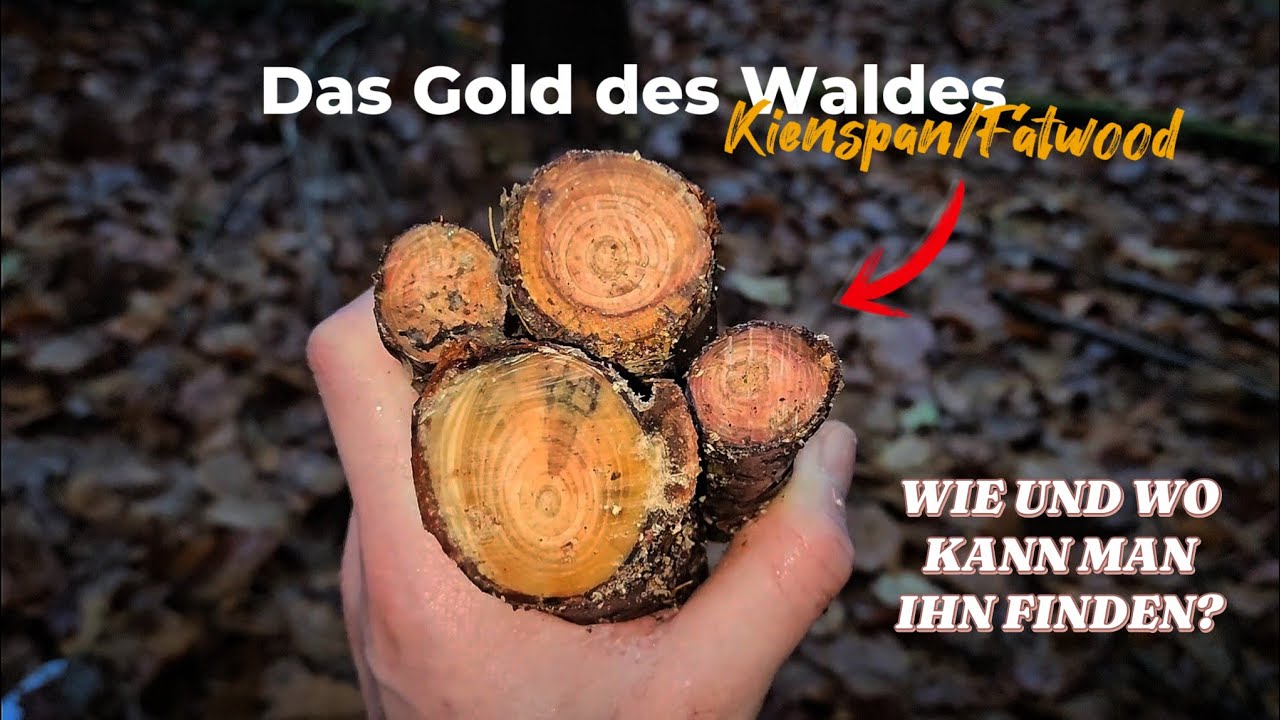 Kienspan erkennen sammeln ernten!  Wie findet man Kienspan/Fatwood? Zunder Feuerstarter | Deutsch