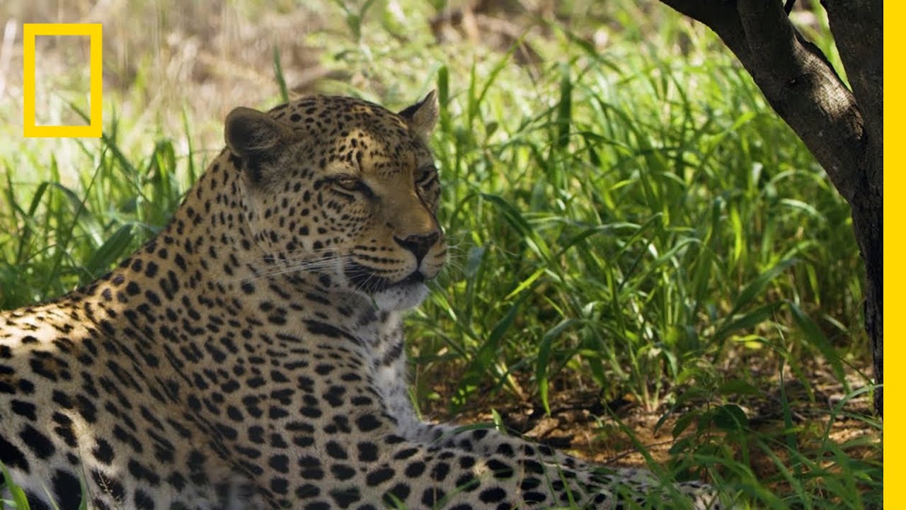 Protecting Leopards From Human & Wildlife Conflicts | National Geographic