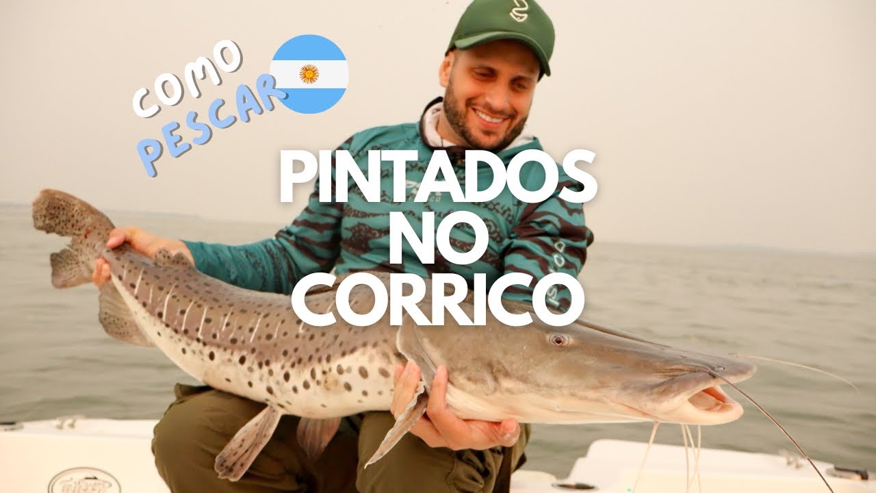 COMO PESCAR PINTADOS NO CORRICO