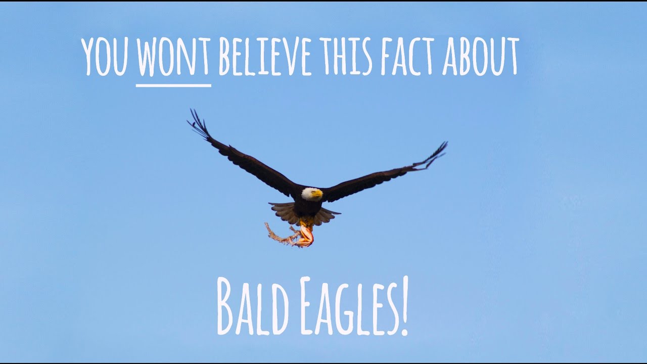 Bald Eagles: hunting strategy