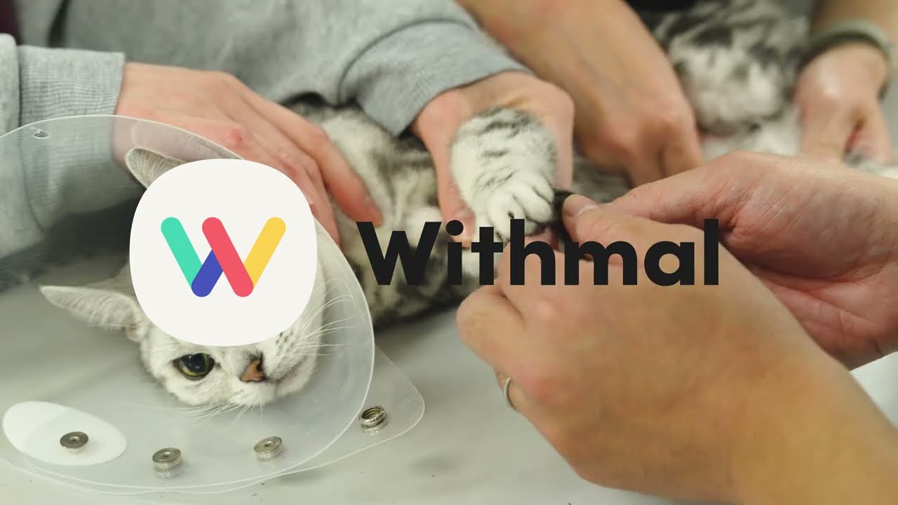 Withmalグループ採用映像