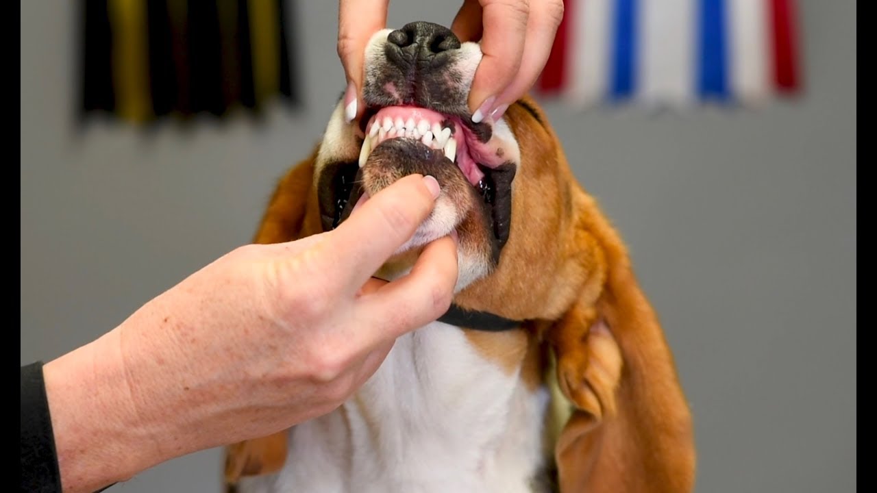 Showing the Bite and Dentition