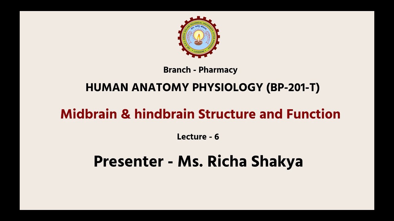 Human Anatomy & Physiology-II | Midbrain & Hindbrain: Structure And Function| AKTU Digital Education