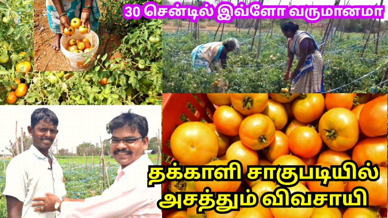 தக்காளி சாகுபடியில் அசத்தும் விவசாயி | Tomato plants cultivation | Village thamizha village