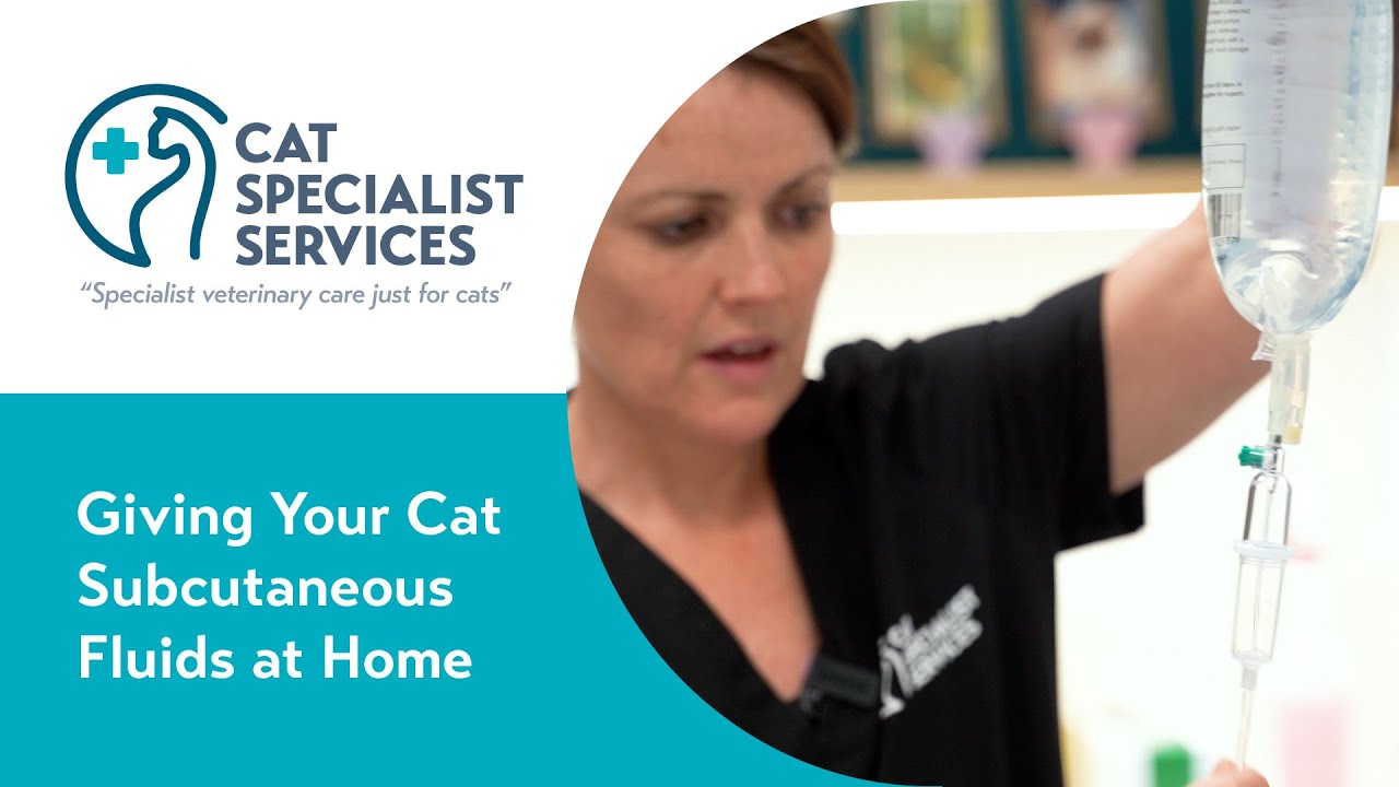 How to Give Your Cat Subcutaneous Fluids at Home