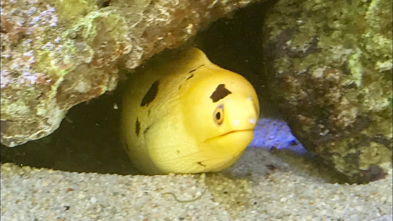 Banana Moray Eel Feeding