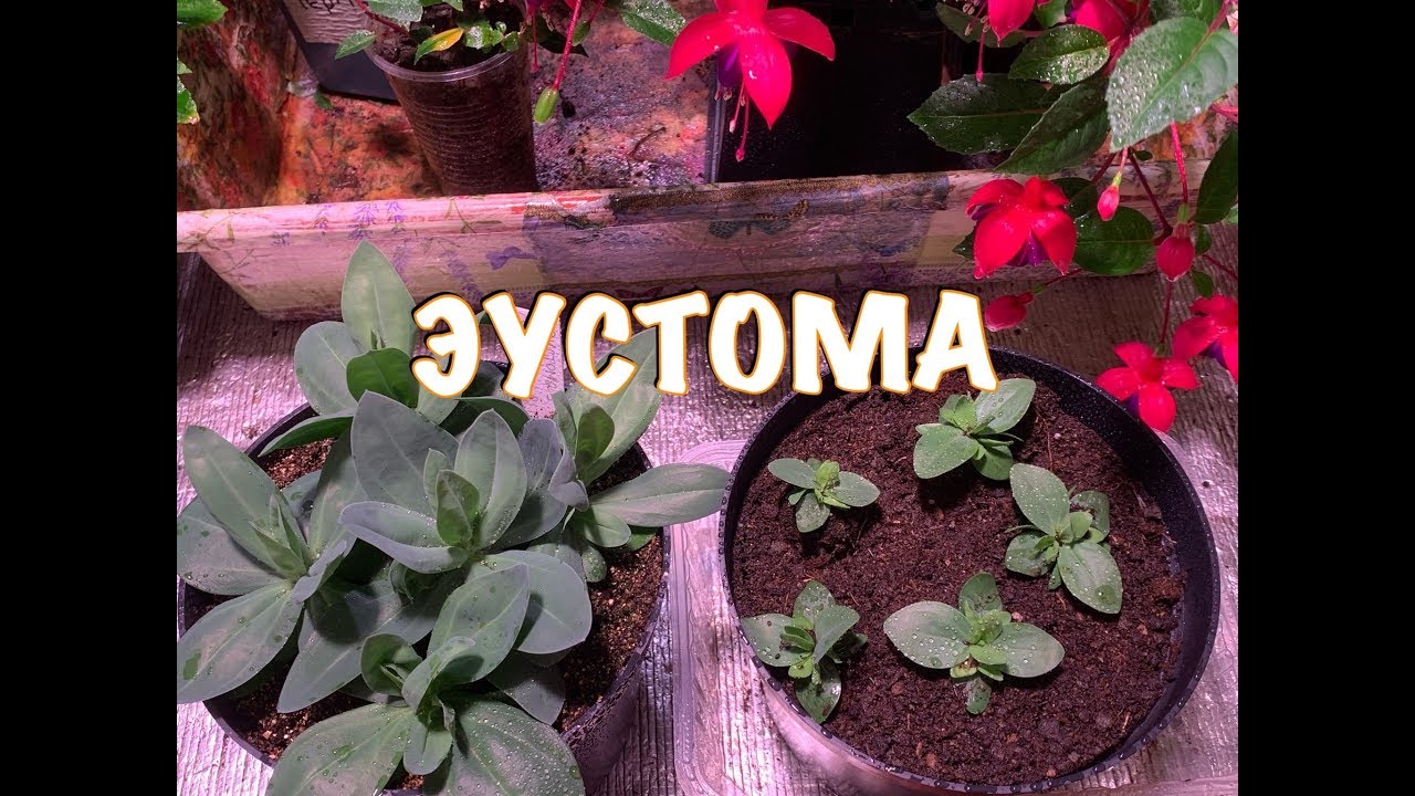 🌺БЫСТРЫЙ РОСТ ЭУСТОМЫ🌺ПОДКОРМКИ, ОБРАБОТКИ, ПРЕПАРАТЫ ДЛЯ РОСТА ЭУСТОМЫ!