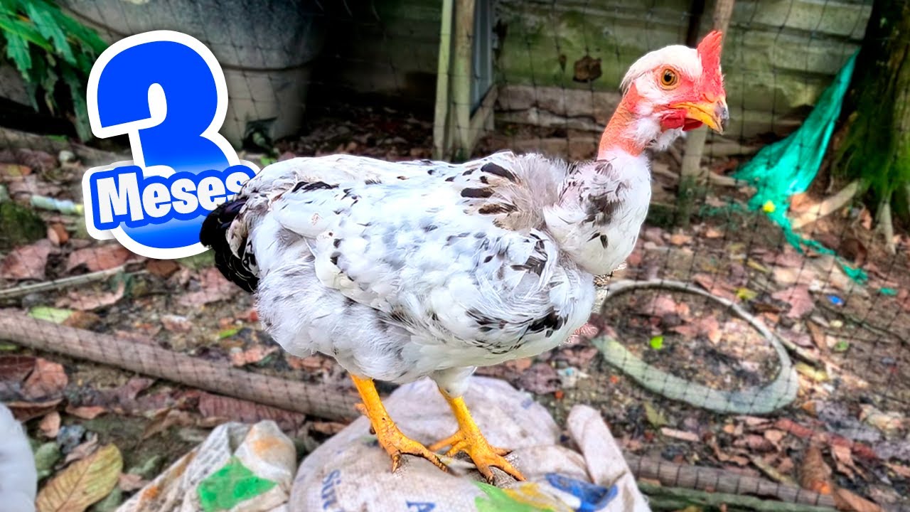 Los Pollitos Después de 3 Meses | Se van del Gallinero 😢 Cruce de Faverolles y Criollas