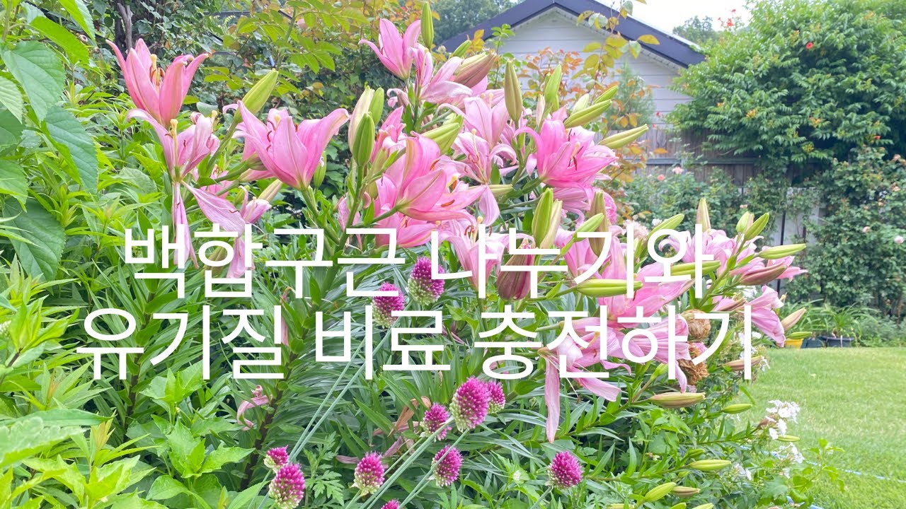 백합 구근 나누기와 유기질 비료 충전하기 Sharing lily bulbs and charging organic fertilizers