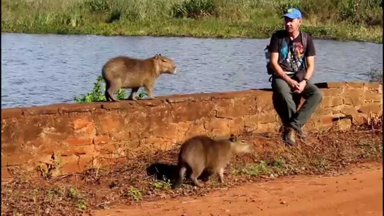 Wildlife Haven: Iber&aacute; Wetlands, Argentina