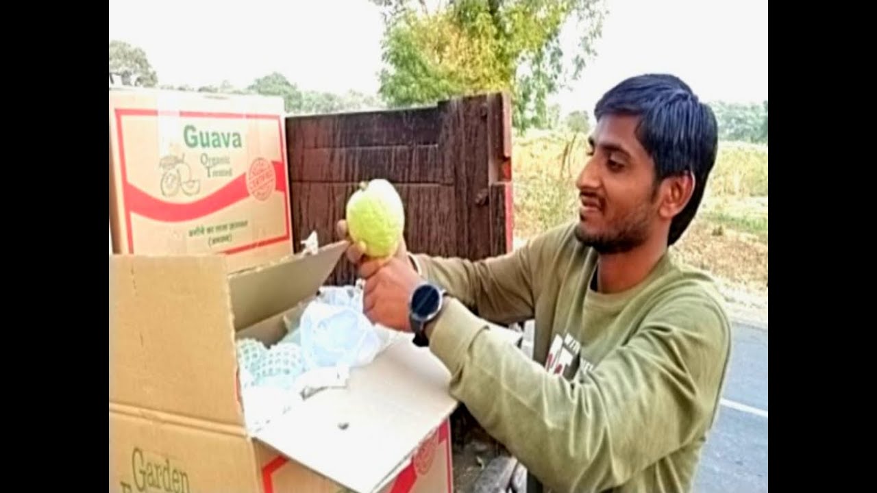 रतलाम के तितरी के थाई अमरूद की अमेरिका में डिमांड, इस खेती से किसान कमा रहे लाखों