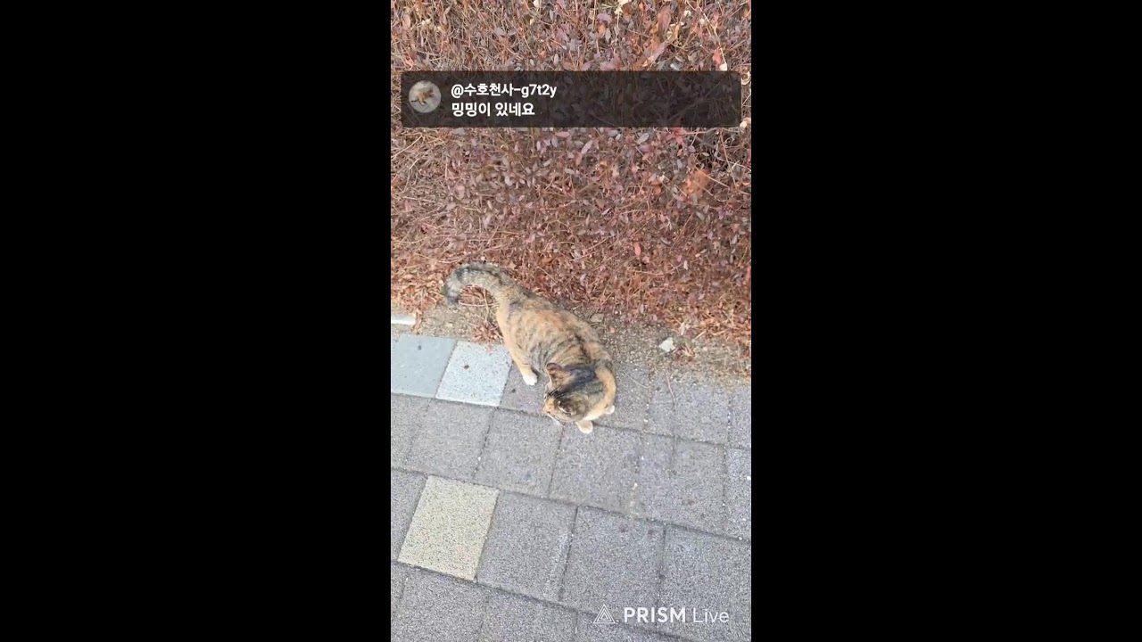 수호천사🐱🐈 라이브 방송