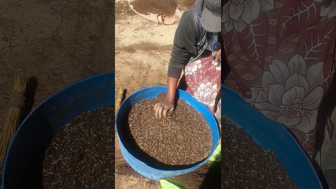 House Fly Maggot ( for protein in Animal Feed, Poultry Pigs and Fish, done in Zambia Commercially.