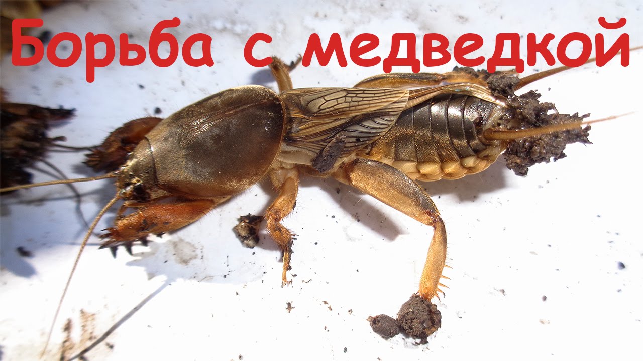 Отличный способ борьбы с медведкой