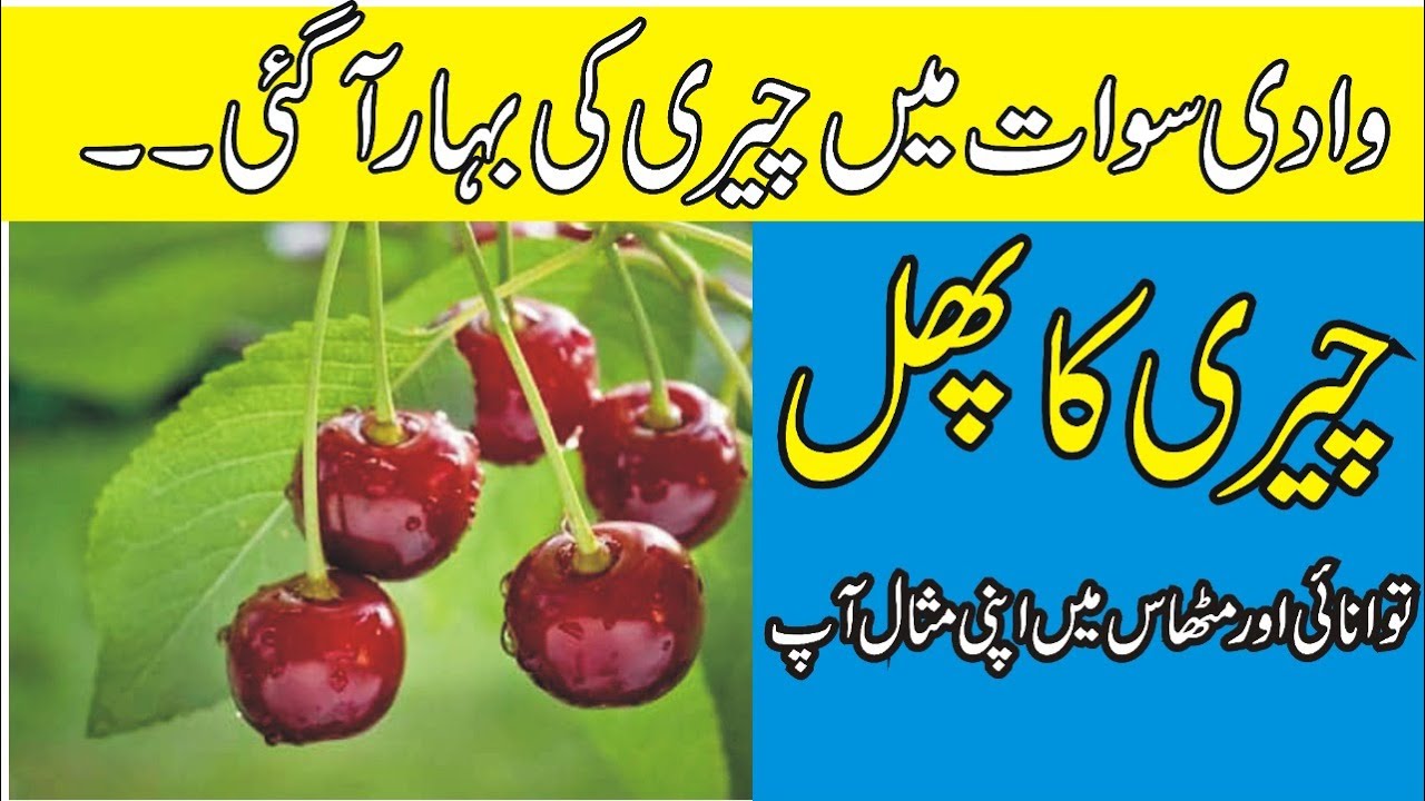 Cherry Season in Swat | Commercial Cherry Garden | How  Many Types of Cherry Fruit | Sherin Zada