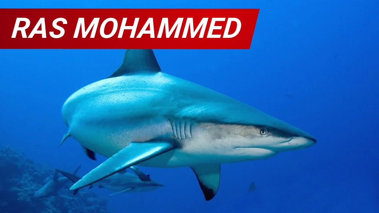 Immersione Ras Mohammed - Sharm El Sheikh - Mar Rosso (2010)