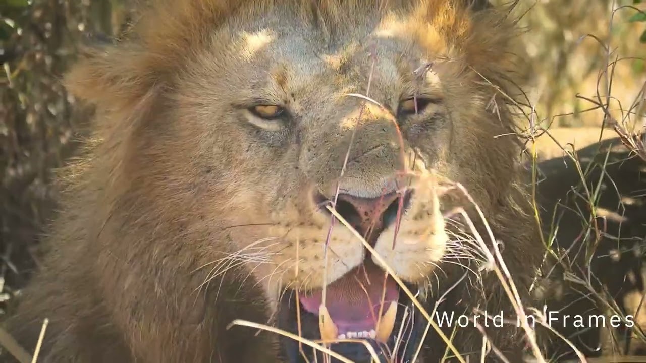 MASAI MARA:KENYA. A MUST WATCH