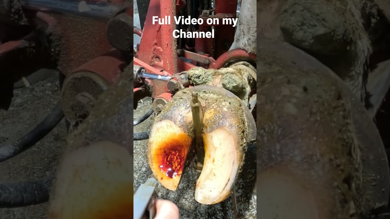 Massive Pressure Release Cow Hoof Transformation