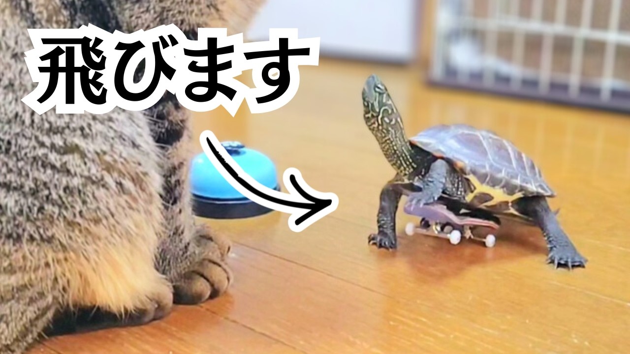 オリンピックに向けて新技を練習するスケボー亀【Skateboard Turtle practicing new tricks for the Olympics】