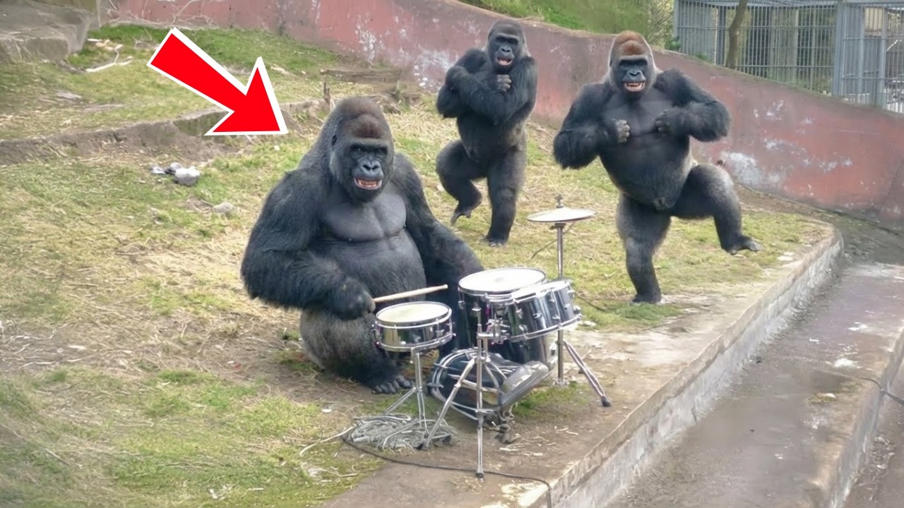 A Gorilla Learns to Drum, The Whole Troop Can’t Stop Dancing | animal stories