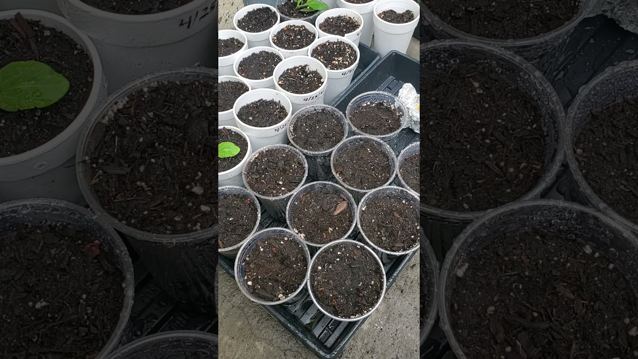 My  Hobby ,Growing your organic food