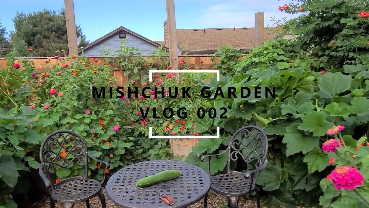 Growing nasturtiums and making home antibiotic tinctures.