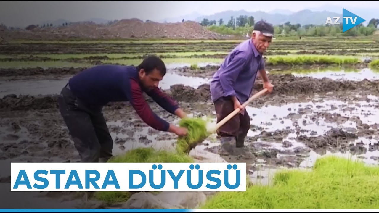 Ətri, dadı və bərəkəti ilə seçilən Astara düyüsü - REPORTAJ