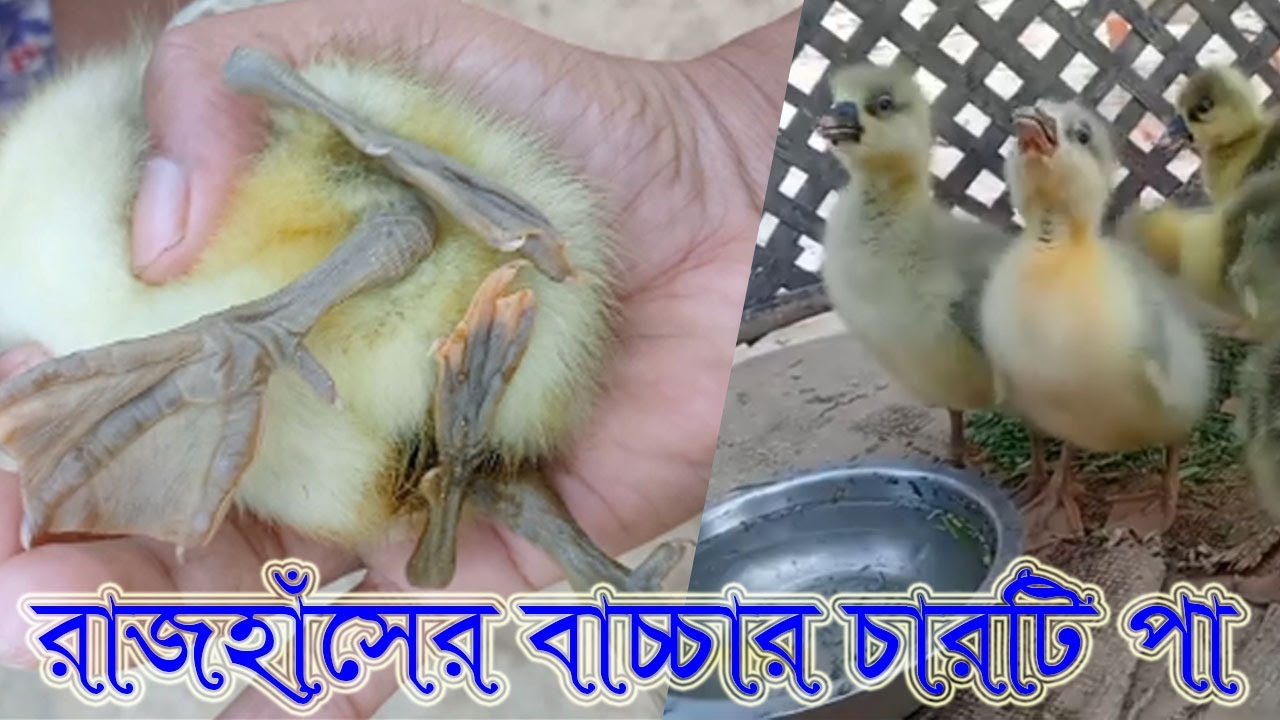 রাজহাঁসের বাচ্চার চারটি পা || Baby swans has four legs @R-PACK-Sagor