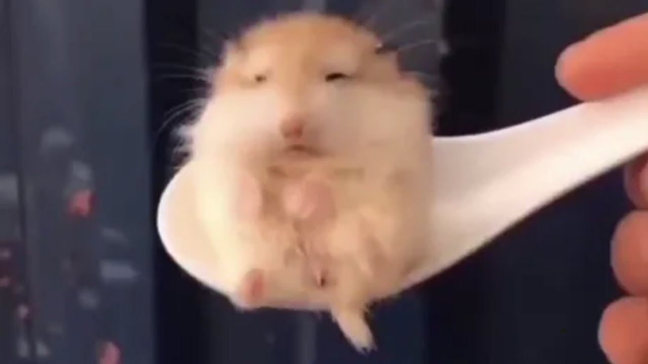 clean memes I eat with beans