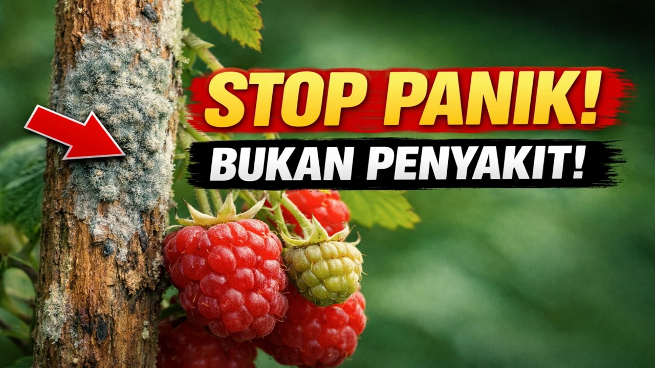 JANGAN PANIK Jika Raspberry Anda Seperti Ini! Ternyata Ini BUKAN Penyakit!