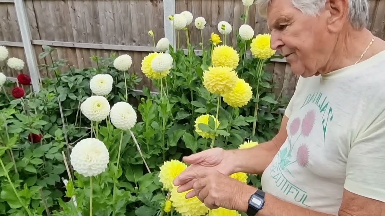 Dave Spencer Plot Tour & New Varieties 2023.