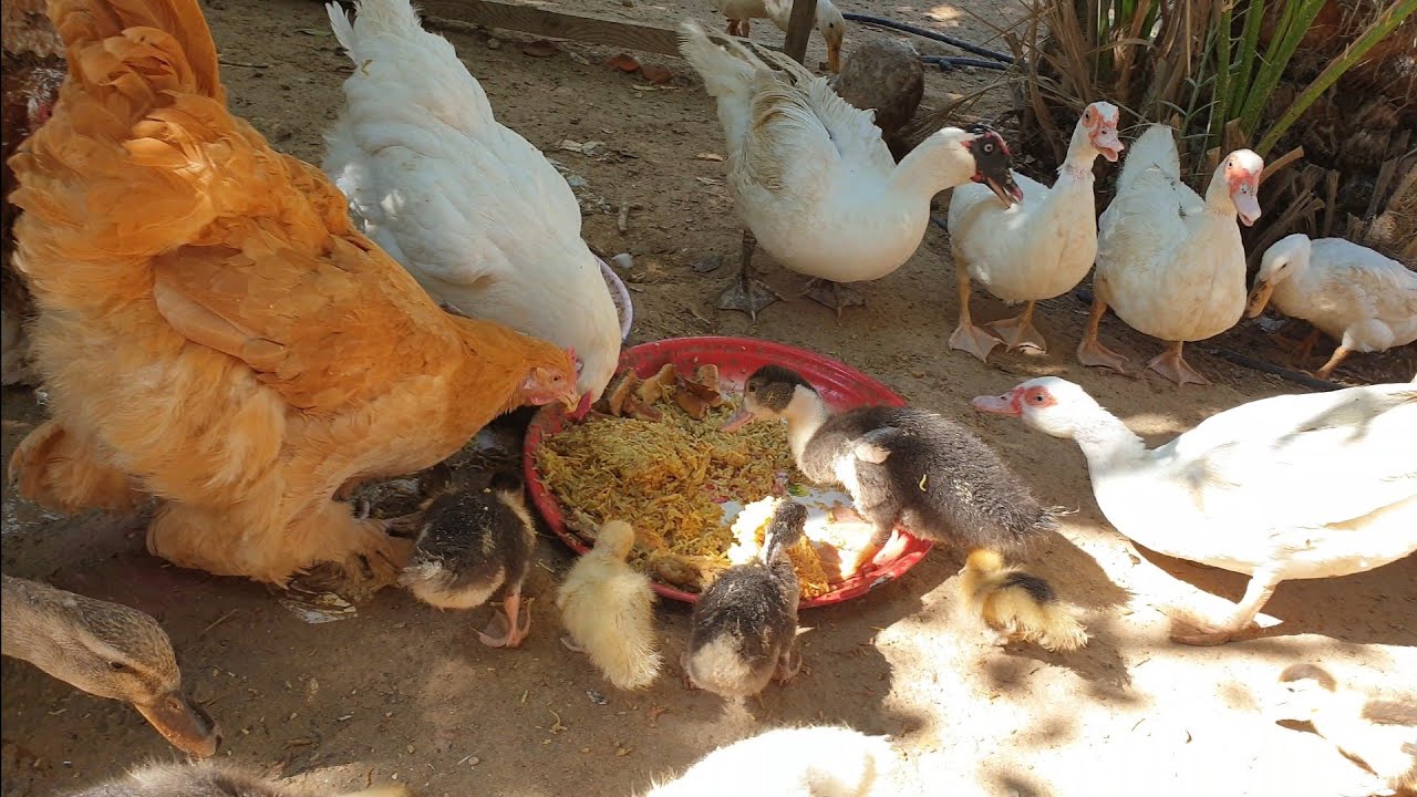 البط و الدجاج -Ducks and chicken together