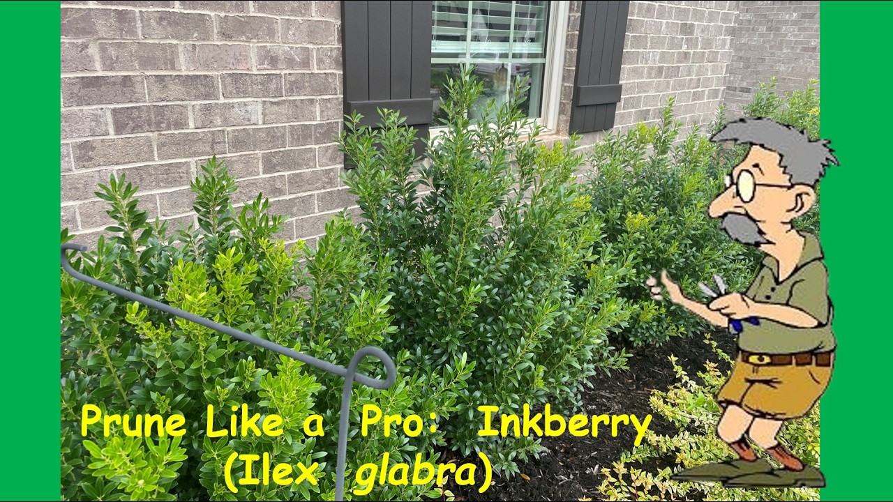 Prune Like a Pro:  Inkberry Holly  (Ilex glabra)