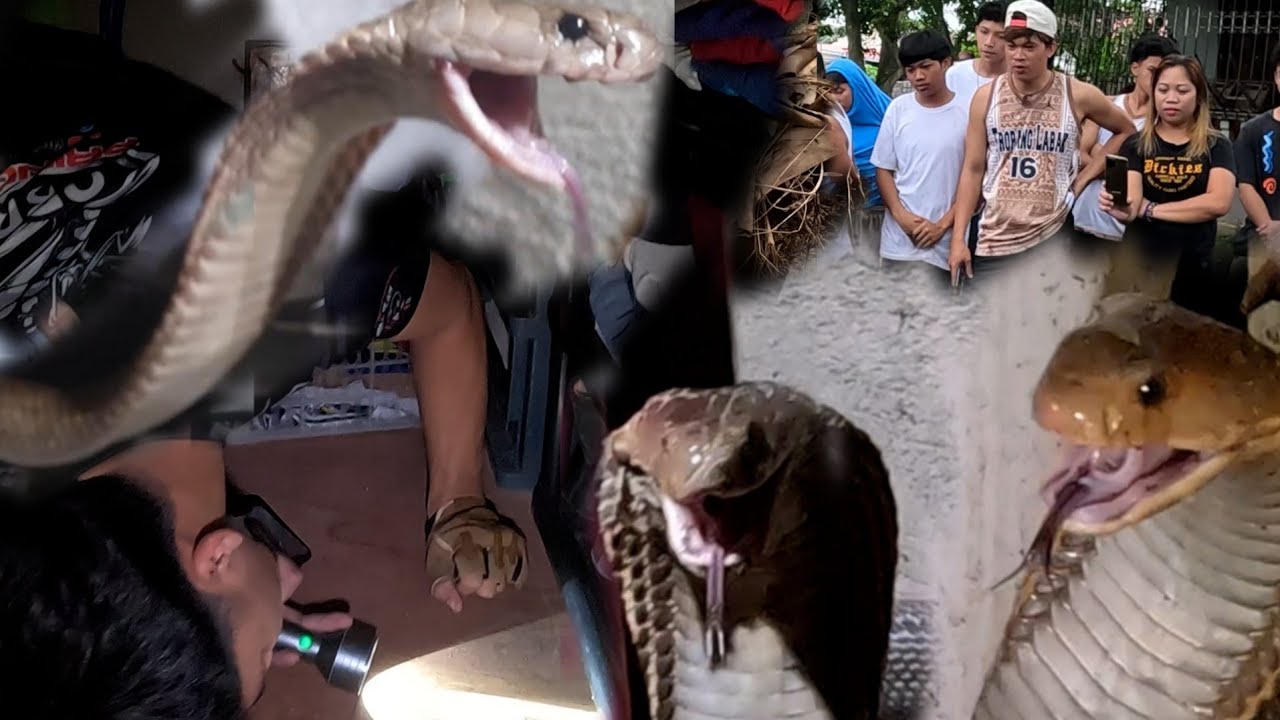 SINAKOP NA SILA NG MGA MATATAPANG AT GALIT NA COBRA